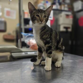 Abishola -  Domestic Short Hair Cat for Adoption in Pauls Valley, Oklahoma - Abishola | PetCurious