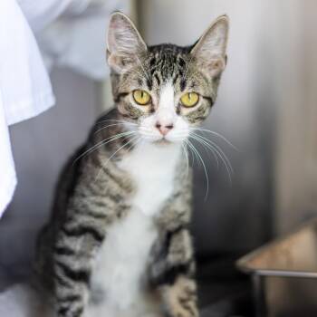 Sailor -  Domestic Short Hair Cat for Adoption - Sailor | PetCurious