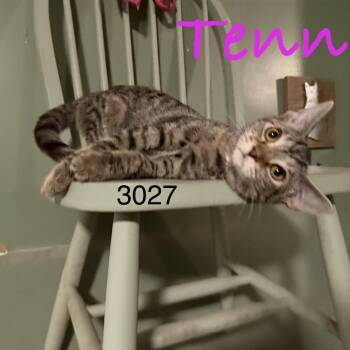 Tennie 3027 -  Domestic Short Hair Cat for Adoption in Sequatchie, Tennessee - Tennie 3027 | PetCurious