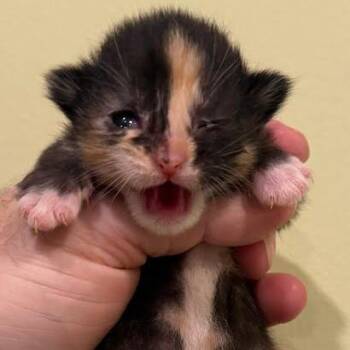 Domestic Short Hair Cats Available for Adoption in South Elgin, Illinois - Nyx | PetCurious