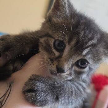Domestic Medium Hair Cats Available for Adoption in Corinth, Mississippi - Roady | PetCurious