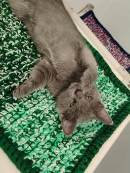 Domestic Short Hair Cats Available for Adoption in Kalamazoo, Michigan - Mason Gray | PetCurious