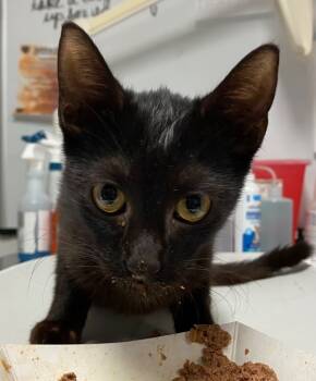 Rescue Domestic Short Hair Cats for Adoption in Trenton, New Jersey - Isaac | PetCurious