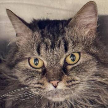 Domestic Long Hair Cats Available for Adoption - Nobel | PetCurious
