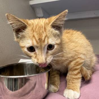 Eugene -  Domestic Short Hair Cat for Adoption in Durango, Colorado - Eugene | PetCurious