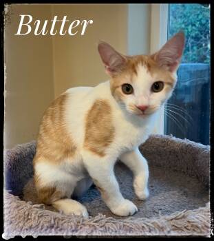 Rescue Domestic Short Hair Cats for Adoption in El Cajon, California - Butter | PetCurious