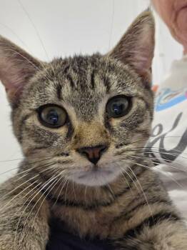 Rescue Tabby Cats for Adoption - Peony | PetCurious