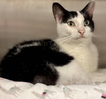 Marissa -  Tuxedo Cat for Adoption in Sandusky, Michigan - Marissa | PetCurious