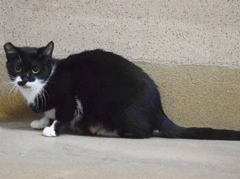Domestic Short Hair Cats Available for Adoption in Sacramento, California - KAMI (GARDEN CAT) | PetCurious