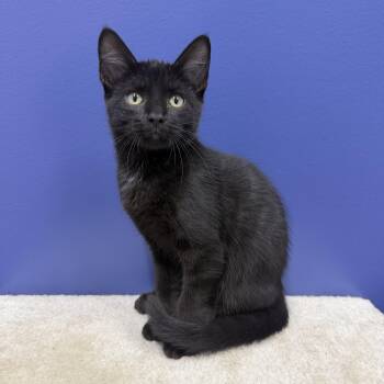 Ned -  Bombay and Domestic Short Hair Cat for Adoption in High Ridge, Missouri - Ned | PetCurious