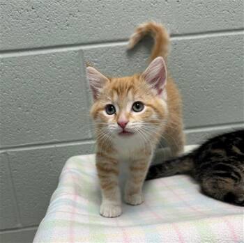 GOUDA -  Domestic Short Hair Cat for Adoption in Geneva, Illinois - GOUDA | PetCurious