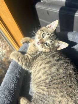 Enzo -  Domestic Short Hair Cat for Adoption in Sioux City, Iowa - Enzo | PetCurious