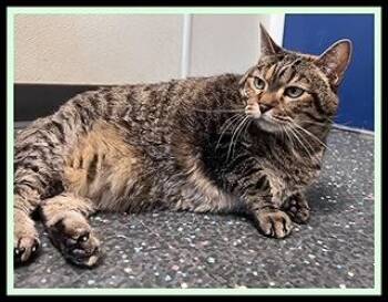 SUNNY -  Domestic Short Hair Cat for Adoption in Peoria, Illinois - SUNNY | PetCurious
