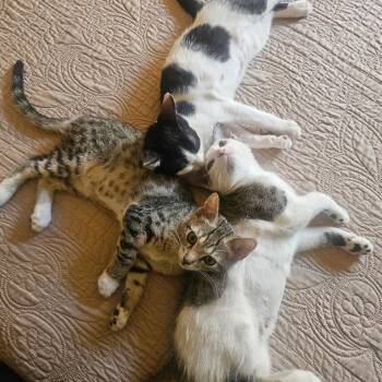 Donna -  Domestic Short Hair Cat for Adoption in Yucca Valley, California - Donna | PetCurious