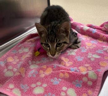 Wiggles A219590 -  Domestic Short Hair Cat for Adoption in Plano, Texas - Wiggles A219590 | PetCurious