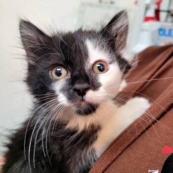 Persephone -  Domestic Long Hair Cat for Adoption in Belfair, Washington - Persephone | PetCurious