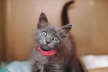 94680A Smokey- PetSmart James Island -  Domestic Medium Hair and Domestic Short Hair Cat for Adoption in North Charleston, South Carolina - 94680A Smokey- PetSmart James Island | PetCurious