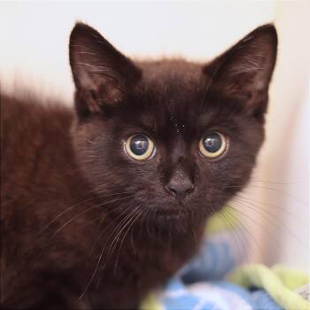 Muddy Buddy -  Domestic Short Hair Cat for Adoption in Philadelphia, Pennsylvania - Muddy Buddy | PetCurious