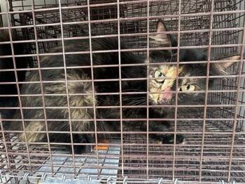A660047 -  Domestic Short Hair Cat for Adoption in Houston, Texas - A660047 | PetCurious