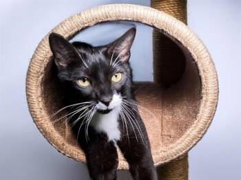CHECK -  Domestic Short Hair Cat for Adoption in Fort Lauderdale, Florida - CHECK | PetCurious