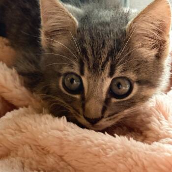 Lily -  Domestic Medium Hair and Tabby Cat for Adoption in Liverpool, Texas - Lily | PetCurious