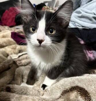 Kitten Wacky -  Domestic Medium Hair Cat for Adoption in Seal Beach, California - Kitten Wacky | PetCurious