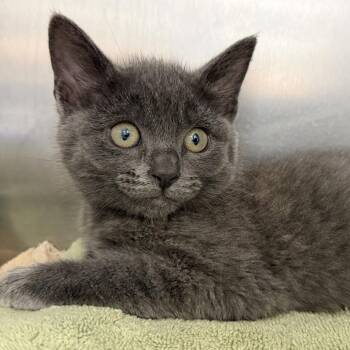 Gerrie -  Domestic Short Hair Cat for Adoption in Oakland, California - Gerrie | PetCurious