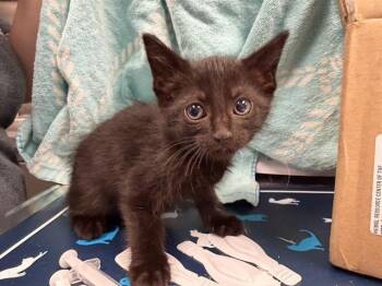 Domestic Short Hair Cats Available for Adoption in Ontario, California - MILEY - BROWN COLLAR | PetCurious