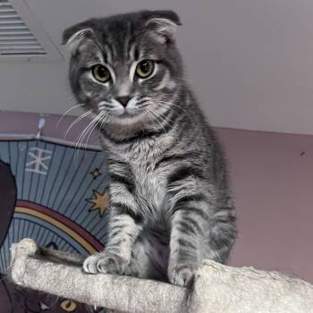 Simba -  Scottish Fold Cat for Adoption in Pickering, Ontario - Simba | PetCurious