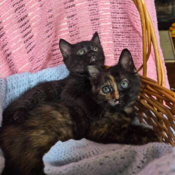 Domestic Short Hair Cats Available for Adoption in Lexington, Kentucky - Chrysanthemum | PetCurious