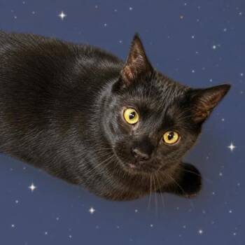 Jonah 736-26 -  Domestic Short Hair Cat for Adoption in Cumming, Georgia - Jonah 736-26 | PetCurious