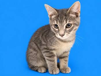 GOOFY -  Domestic Short Hair Cat for Adoption in Doral, Florida - GOOFY | PetCurious