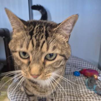 Tucker -  American Shorthair Cat for Adoption in Kingman, Kansas - Tucker | PetCurious