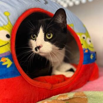 Monroe -  Domestic Short Hair Cat for Adoption in Portage, Michigan - Monroe | PetCurious