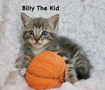 Billy The Kid -  Tabby Cat for Adoption in St. Augustine, Florida - Billy The Kid | PetCurious