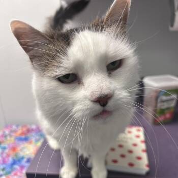 Lady Fluff -  Domestic Long Hair Cat for Adoption in Lakewood, Colorado - Lady Fluff | PetCurious