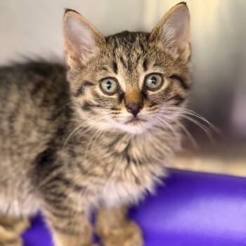 Ron -  Domestic Short Hair Cat for Adoption in Cumming, Georgia - Ron | PetCurious