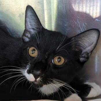 Trout -  Domestic Short Hair Cat for Adoption in Asheville, North Carolina - Trout | PetCurious