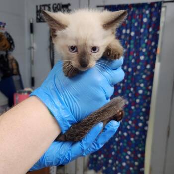 Paypal -  Domestic Short Hair Cat for Adoption in Summerville, South Carolina - Paypal | PetCurious