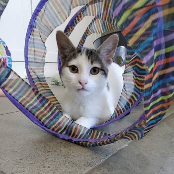 Domestic Short Hair Cats Available for Adoption - Kirby | PetCurious