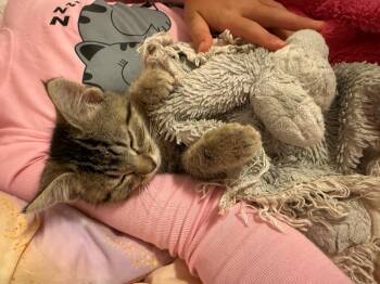 Beans -  Domestic Short Hair Cat for Adoption in Millcreek, Utah - Beans | PetCurious