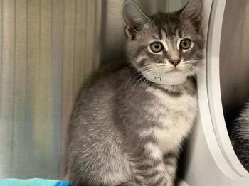 Domestic Short Hair Cats Available for Adoption in Tustin, California - PHOENIX | PetCurious