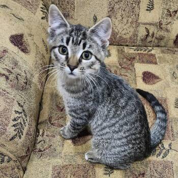 Rescue Domestic Short Hair Cats for Adoption in Hutchinson, Minnesota - Bueller | PetCurious