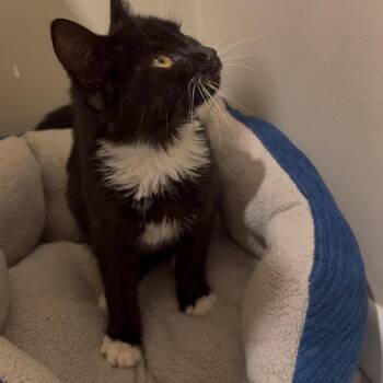 Chatterbox -  Domestic Medium Hair Cat for Adoption in Huntington, West Virginia - Chatterbox | PetCurious
