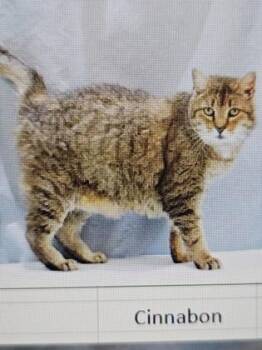 Domestic Short Hair Cats Available for Adoption in Cincinnati, Ohio - Cinnabon | PetCurious