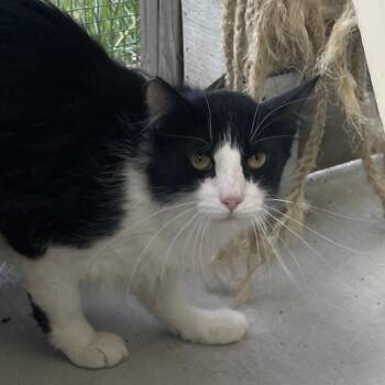 Laney -  Domestic Short Hair Cat for Adoption in Buffalo, Wyoming - Laney | PetCurious