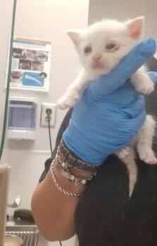 Rescue Domestic Short Hair Cats for Adoption in Gastonia, North Carolina - Slug | PetCurious