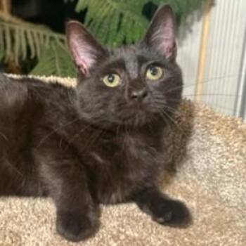 Rescue Bombay Cats for Adoption in Oakwood, Georgia - SENSATIONAL SOOT - BEAUTIFUL BOMBAY! | PetCurious