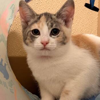 Betty -  Domestic Short Hair Cat for Adoption in Goleta, California - Betty | PetCurious