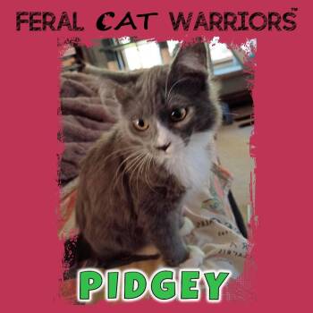 Pidgey -  Domestic Medium Hair Cat for Adoption in Kingman, Arizona - Pidgey | PetCurious